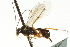  ( - CNCHYM 03844)  @11 [ ] CreativeCommons - Attribution (2011) CNC/CBG Photography Group Centre for Biodiversity Genomics