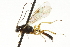  ( - CNCHYM 03845)  @11 [ ] CreativeCommons - Attribution (2011) CNC/CBG Photography Group Centre for Biodiversity Genomics