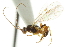  ( - CNCHYM 03875)  @11 [ ] CreativeCommons - Attribution (2011) CNC/CBG Photography Group Centre for Biodiversity Genomics