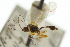  ( - CNCHYM 03878)  @11 [ ] CreativeCommons - Attribution (2011) CNC/CBG Photography Group Centre for Biodiversity Genomics