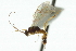  ( - CNCHYM 03889)  @11 [ ] CreativeCommons - Attribution (2011) CNC/CBG Photography Group Centre for Biodiversity Genomics