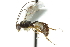  ( - CNCHYM 03898)  @12 [ ] CreativeCommons - Attribution (2011) CNC/CBG Photography Group Centre for Biodiversity Genomics