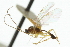  ( - CNCHYM 03932)  @11 [ ] CreativeCommons - Attribution (2011) CNC/CBG Photography Group Centre for Biodiversity Genomics