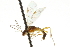  ( - CNCHYM 03934)  @11 [ ] CreativeCommons - Attribution (2011) CNC/CBG Photography Group Centre for Biodiversity Genomics