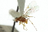  ( - CNCHYM 03942)  @11 [ ] CreativeCommons - Attribution (2011) CNC/CBG Photography Group Centre for Biodiversity Genomics