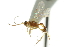  ( - CNCHYM 03952)  @11 [ ] CreativeCommons - Attribution (2011) CNC/CBG Photography Group Centre for Biodiversity Genomics