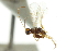  ( - CNCHYM 03956)  @11 [ ] CreativeCommons - Attribution (2011) CNC/CBG Photography Group Centre for Biodiversity Genomics