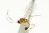  ( - CNCHYM 03958)  @11 [ ] CreativeCommons - Attribution (2011) CNC/CBG Photography Group Centre for Biodiversity Genomics