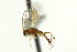  ( - CNCHYM 03959)  @11 [ ] CreativeCommons - Attribution (2011) CNC/CBG Photography Group Centre for Biodiversity Genomics