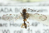  ( - CNCHYM 03969)  @11 [ ] CreativeCommons - Attribution (2011) CNC/CBG Photography Group Centre for Biodiversity Genomics