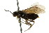  ( - CNCHYM 05199)  @13 [ ] CreativeCommons - Attribution (2011) CNC/CBG Photography Group Centre for Biodiversity Genomics