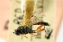  ( - CNCHYM 05284)  @11 [ ] CreativeCommons - Attribution (2011) CNC/CBG Photography Group Centre for Biodiversity Genomics