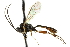  ( - CNCHYM 05320)  @11 [ ] CreativeCommons - Attribution (2011) CNC/CBG Photography Group Centre for Biodiversity Genomics