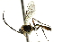  ( - CNCHYM 05323)  @11 [ ] CreativeCommons - Attribution (2011) CNC/CBG Photography Group Centre for Biodiversity Genomics