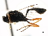  ( - CNCHYM 05354)  @11 [ ] CreativeCommons - Attribution (2011) CNC/CBG Photography Group Centre for Biodiversity Genomics