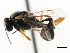  ( - CNCHYM 05355)  @11 [ ] CreativeCommons - Attribution (2011) CNC/CBG Photography Group Centre for Biodiversity Genomics