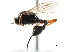  ( - CNCHYM 05356)  @11 [ ] CreativeCommons - Attribution (2011) CNC/CBG Photography Group Centre for Biodiversity Genomics