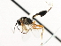  ( - CNCHYM 05357)  @11 [ ] CreativeCommons - Attribution (2011) CNC/CBG Photography Group Centre for Biodiversity Genomics