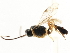  ( - CNCHYM 05359)  @11 [ ] CreativeCommons - Attribution (2011) CNC/CBG Photography Group Centre for Biodiversity Genomics