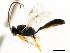  ( - CNCHYM 05360)  @11 [ ] CreativeCommons - Attribution (2011) CNC/CBG Photography Group Centre for Biodiversity Genomics