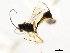  ( - CNCHYM 05361)  @11 [ ] CreativeCommons - Attribution (2011) CNC/CBG Photography Group Centre for Biodiversity Genomics