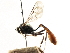  ( - CNCHYM 05377)  @11 [ ] CreativeCommons - Attribution (2011) CNC/CBG Photography Group Centre for Biodiversity Genomics