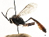  ( - CNCHYM 05378)  @11 [ ] CreativeCommons - Attribution (2011) CNC/CBG Photography Group Centre for Biodiversity Genomics