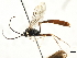  ( - CNCHYM 05382)  @13 [ ] CreativeCommons - Attribution (2011) CNC/CBG Photography Group Centre for Biodiversity Genomics