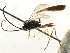  ( - CNCHYM 05383)  @13 [ ] CreativeCommons - Attribution (2011) CNC/CBG Photography Group Centre for Biodiversity Genomics