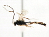  ( - CNCHYM 05399)  @11 [ ] CreativeCommons - Attribution (2011) CNC/CBG Photography Group Centre for Biodiversity Genomics