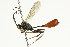  ( - CNCHYM 05468)  @11 [ ] CreativeCommons - Attribution (2011) CNC/CBG Photography Group Centre for Biodiversity Genomics