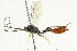  ( - CNCHYM 05469)  @11 [ ] CreativeCommons - Attribution (2011) CNC/CBG Photography Group Centre for Biodiversity Genomics
