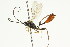  ( - CNCHYM 05470)  @11 [ ] CreativeCommons - Attribution (2011) CNC/CBG Photography Group Centre for Biodiversity Genomics