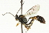  ( - CNCHYM 05597)  @11 [ ] CreativeCommons - Attribution (2011) CNC/CBG Photography Group Centre for Biodiversity Genomics