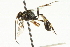  ( - CNCHYM 05598)  @11 [ ] CreativeCommons - Attribution (2011) CNC/CBG Photography Group Centre for Biodiversity Genomics