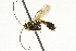  ( - CNCHYM 05600)  @11 [ ] CreativeCommons - Attribution (2011) CNC/CBG Photography Group Centre for Biodiversity Genomics