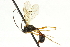  ( - CNCHYM 05601)  @11 [ ] CreativeCommons - Attribution (2011) CNC/CBG Photography Group Centre for Biodiversity Genomics