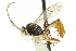  ( - CNCHYM 05615)  @11 [ ] CreativeCommons - Attribution (2011) CNC/CBG Photography Group Centre for Biodiversity Genomics