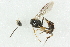  ( - CNCHYM 05617)  @11 [ ] CreativeCommons - Attribution (2011) CNC/CBG Photography Group Centre for Biodiversity Genomics