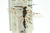 ( - CNCHYM 05685)  @13 [ ] CreativeCommons - Attribution (2011) CNC/CBG Photography Group Centre for Biodiversity Genomics
