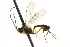  ( - CNCHYM 05689)  @11 [ ] CreativeCommons - Attribution (2011) CNC/CBG Photography Group Centre for Biodiversity Genomics