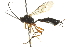  ( - CNCHYM 05700)  @13 [ ] CreativeCommons - Attribution (2011) CNC/CBG Photography Group Centre for Biodiversity Genomics