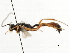  ( - CNCHYM 07326)  @11 [ ] CreativeCommons - Attribution (2011) CNC/CBG Photography Group Centre for Biodiversity Genomics