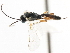  ( - CNCHYM 07348)  @11 [ ] CreativeCommons - Attribution (2011) CNC/CBG Photography Group Centre for Biodiversity Genomics