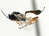  ( - CNCHYM 07351)  @11 [ ] CreativeCommons - Attribution (2011) CNC/CBG Photography Group Centre for Biodiversity Genomics