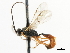  ( - CNCHYM 07352)  @11 [ ] CreativeCommons - Attribution (2011) CNC/CBG Photography Group Centre for Biodiversity Genomics