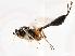  ( - CNCHYM 07369)  @11 [ ] CreativeCommons - Attribution (2011) CNC/CBG Photography Group Centre for Biodiversity Genomics