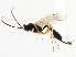  ( - CNCHYM 07371)  @11 [ ] CreativeCommons - Attribution (2011) CNC/CBG Photography Group Centre for Biodiversity Genomics