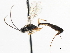  ( - CNCHYM 07380)  @13 [ ] CreativeCommons - Attribution (2011) CNC/CBG Photography Group Centre for Biodiversity Genomics