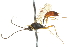 ( - CNCHYM 07402)  @11 [ ] CreativeCommons - Attribution (2011) CNC/CBG Photography Group Centre for Biodiversity Genomics